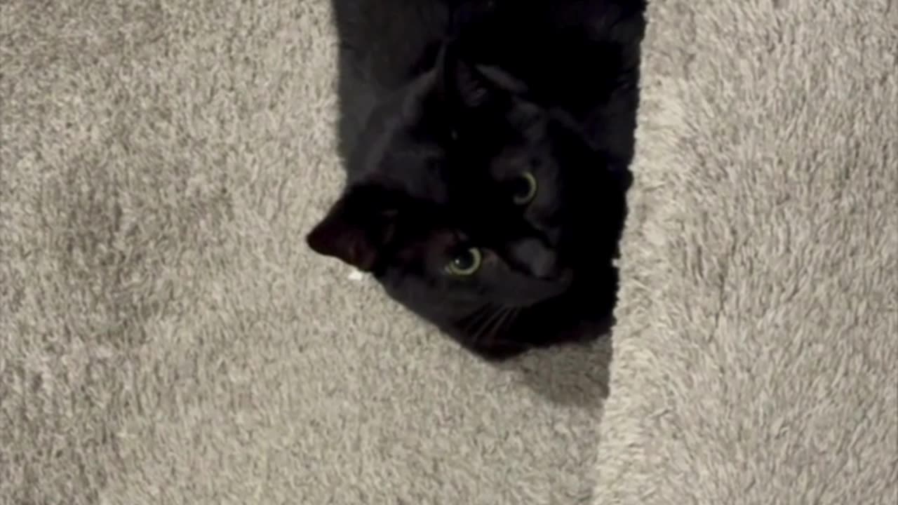 Cute Precious Piper Finds a Safe Place During a Thunderstorm - My Adopted Shelter Cat Vlog #shorts