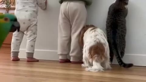 Who Ate The Chocolate