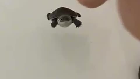 Hatching a Strange Egg 🐣❤️ Unexpected Wildlife Rescue