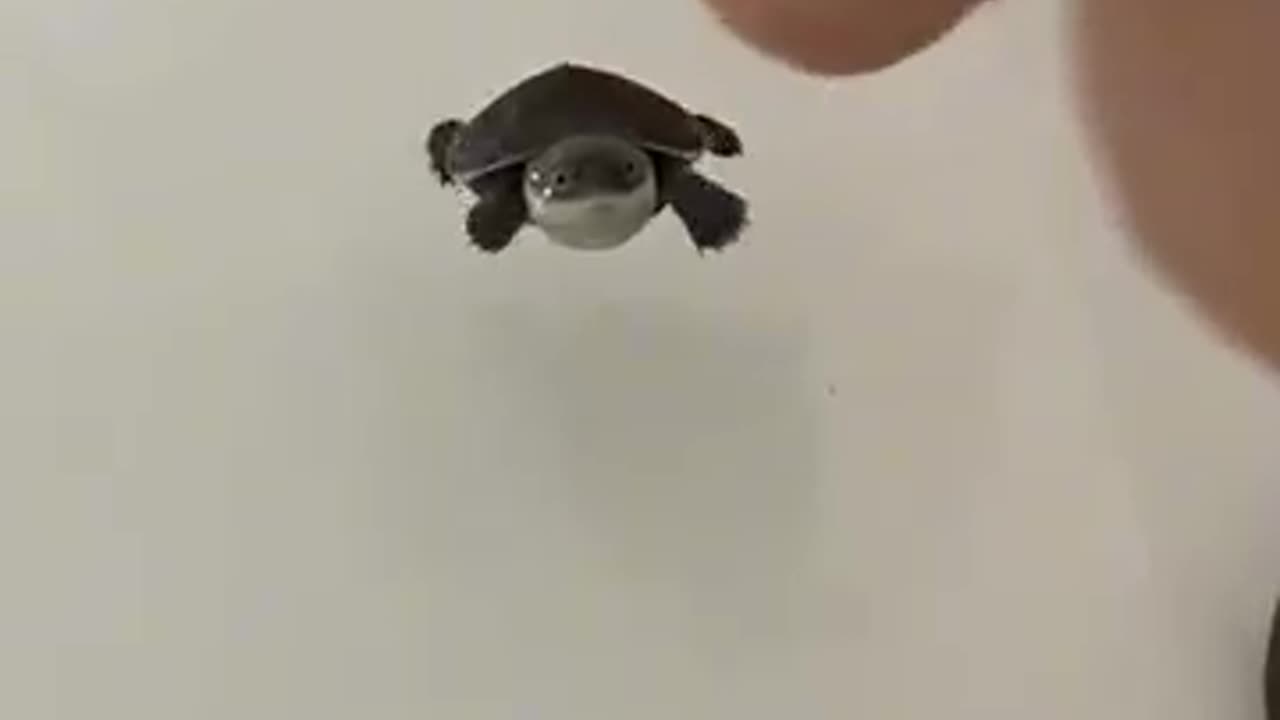 Hatching a Strange Egg 🐣❤️ Unexpected Wildlife Rescue