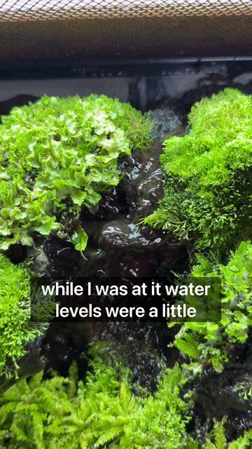 Terrarium Growing Out Of Control!