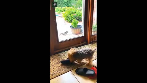 Funniest Cats And Dogs Videos 😁18