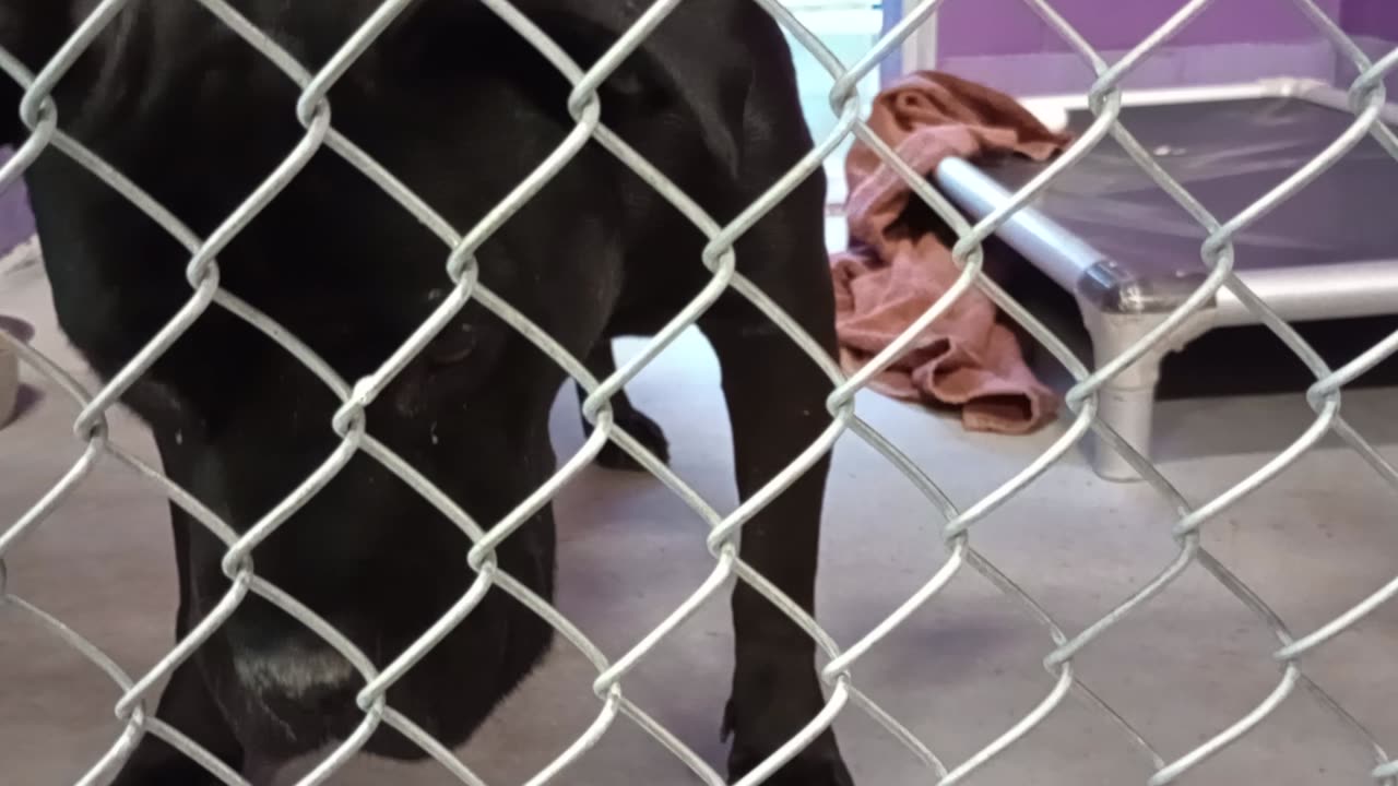 Kang 4y Pet Id 949444 kennel 17 HSSAZ shelter20251004651