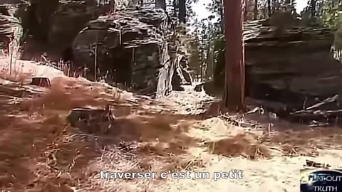 ARBRES BIBLIQUES ET LEURS VESTIGES (Partie 2 sur 3)