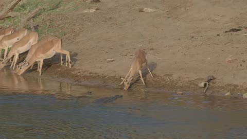 animals