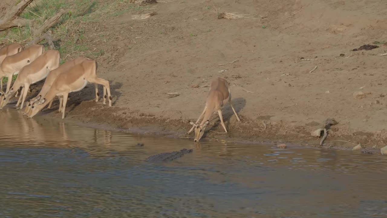 animals