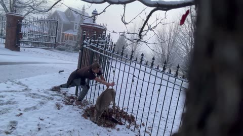 Operation Deer Rescue From Fence