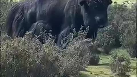 animals