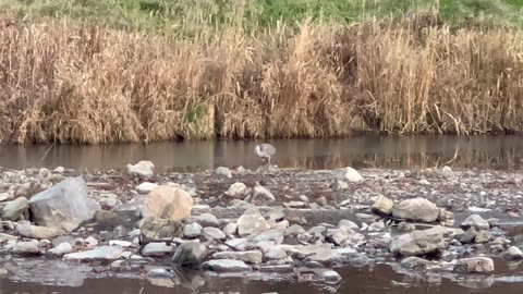 Great blue heron fishing the Humber River Toronto