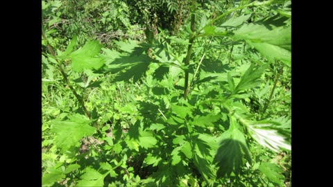 Earth Wisdom Mugwort July 2024