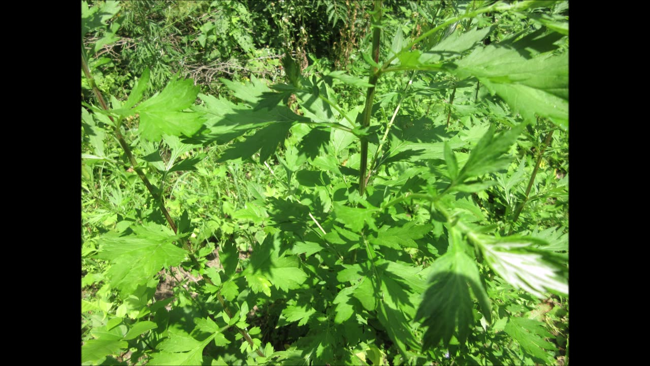 Earth Wisdom Mugwort July 2024