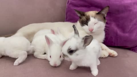 Baby Bunnies Wake Up a Sleeping and Lazy Cat