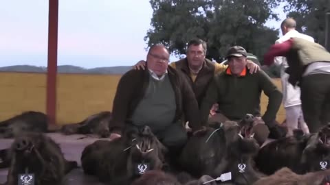 Texas Farmer Hunts Down 99 Wild Boars A Horrifying Daytime Hunt Hog Hunting