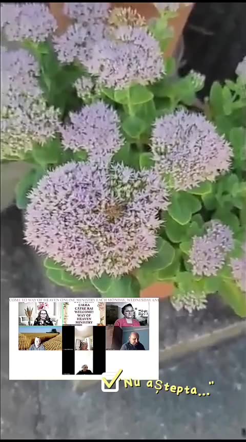 OLTEA HOZAN POEZIA NU ASTEPTA #caleacătrerai #poezie #crestin #poetry #likeandsubscribe #subscribe