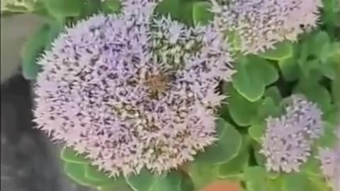 OLTEA HOZAN POEZIA NU ASTEPTA #caleacătrerai #poezie #crestin #poetry #likeandsubscribe #subscribe