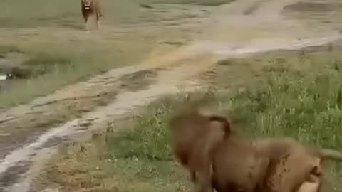 animals