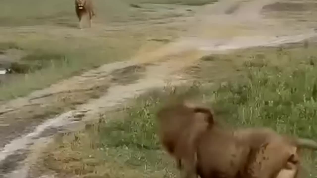 animals