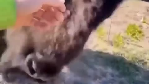 dont feed the Bison