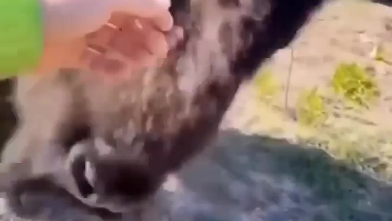 dont feed the Bison