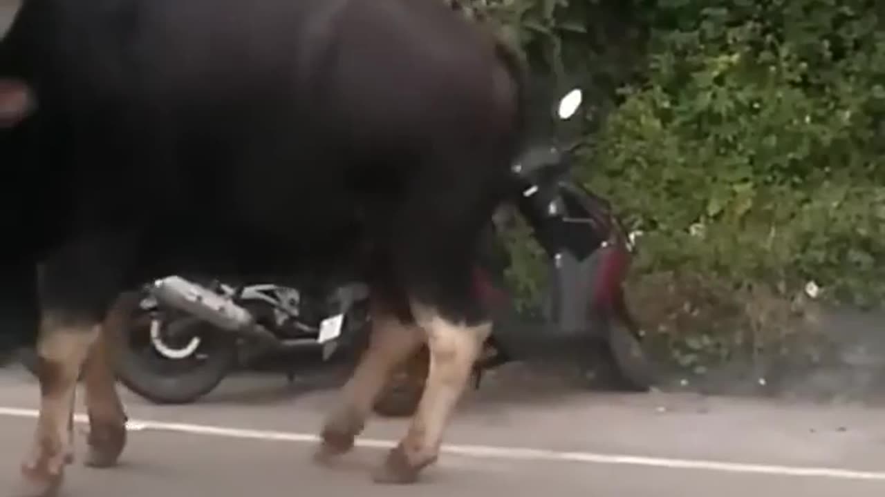 🤯🔥 Why Gaurs Are More Dangerous Than Tigers! | FeedMyCuriosity