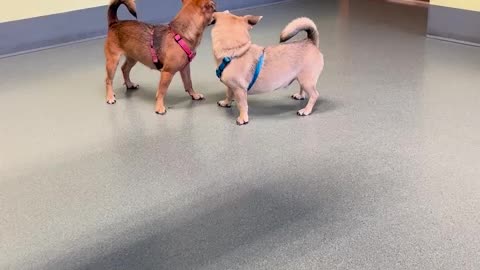 Just adopted these two hellions🤣😍 and this is their first vet visit with us.