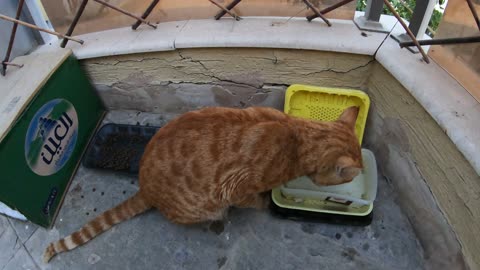 Homeless cat in Ras Al Khaimah, UAE: CHRIS MARTIN #cat #cats #ChrisMartin #pet #ae #UAE #pets #viral