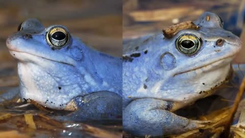 Truth of the Apocalypse-Pt 2 -Harmony