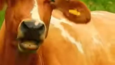#funnyanimalsounds #animalssounds #funny #cow #animals #cat #goat #animal #funnyanimal #cute