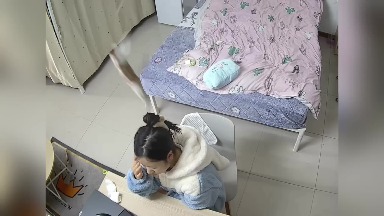 Cats Playing and Enjoy