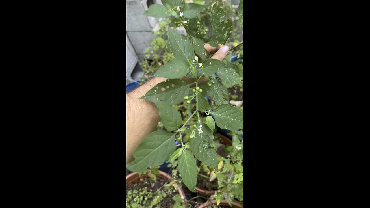 Solanum americanum plant native to the southern USA