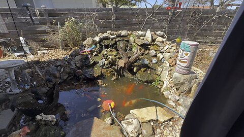 My pond at start of spring