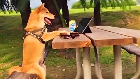 Animals Behaving Like People 😂