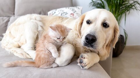 Golden Retriever Confused by New Baby Kitten!