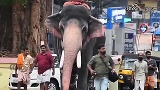 Top 10 elephants in kerala 2025 malayalam _ നാടൻ ആനകളിലെ താര രാജാക്കന്മാരായ 12 ആനകൾ