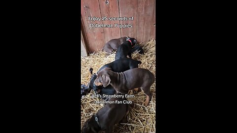 25 seconds of Doberman puppies playing