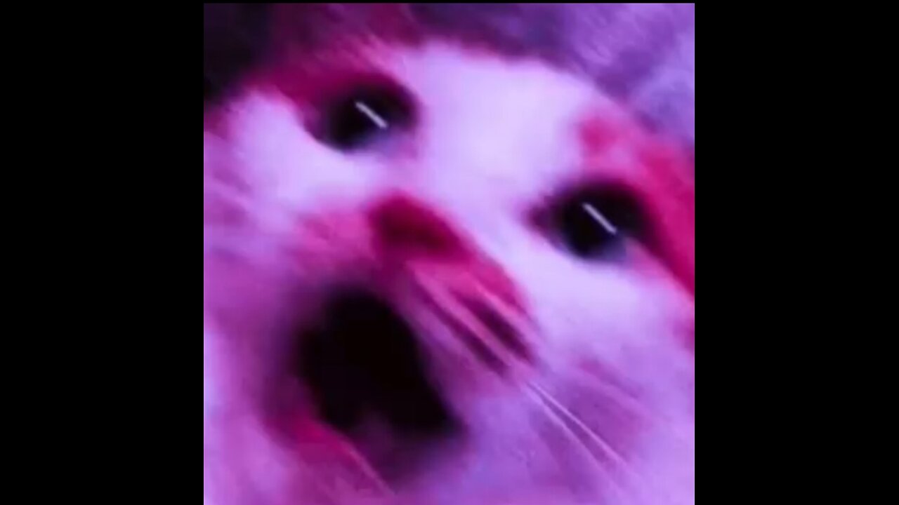 WHEN THE PIGS COME TO PLAY IN THE MUD