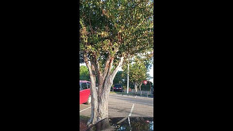 The Shepard of His Flock 12/10/25