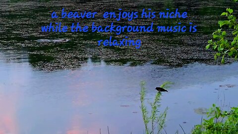 A beaver enjoys a peaceful afternoon.