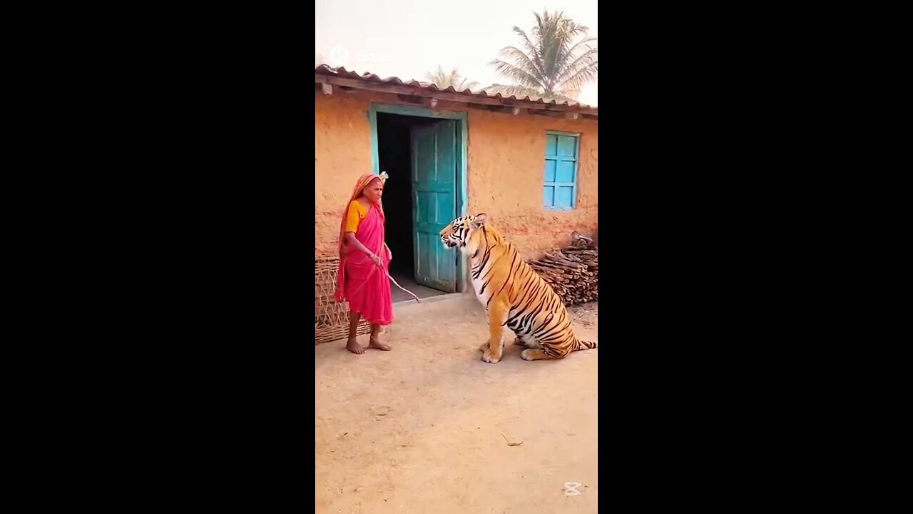 Indian grandma scolding a tiger