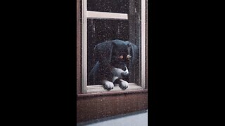 When the rain falls, even the bravest hearts feel a little blue. 🌧️🐾