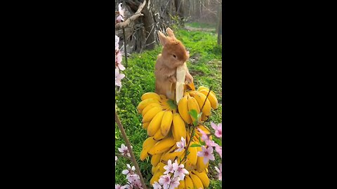 Rabbit eating banana