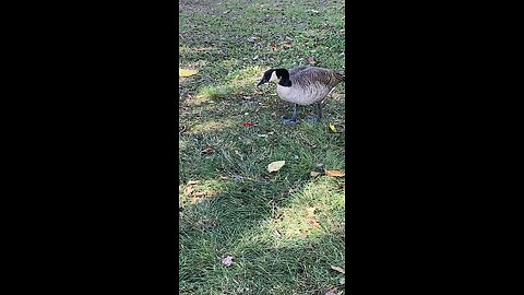 Canada Goose 🪿 #candagoose #goose #followme #shorts #viral #trending