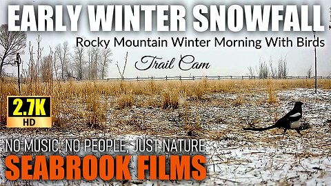 Early Winter Snowfall: Rocky Mountain Winter Morning With Birds