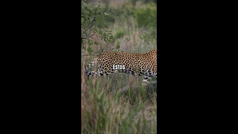 animales más veloces del planeta