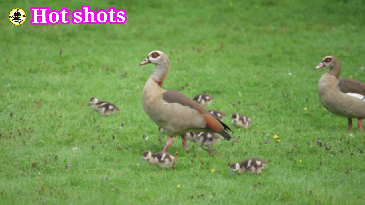 Birds found in swampy areas