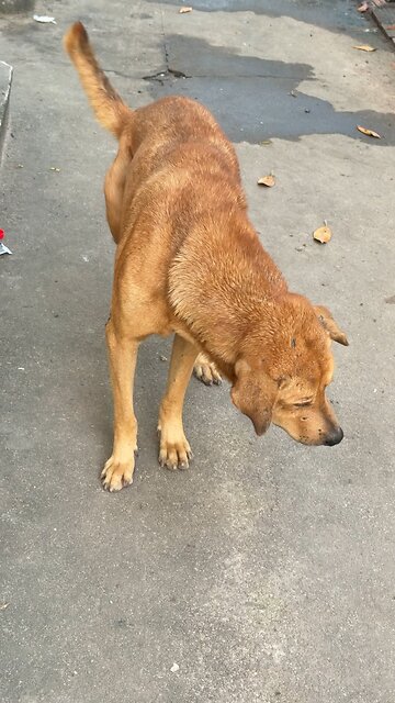 “A Loyal Dog’s Silent Story 🐶💔”