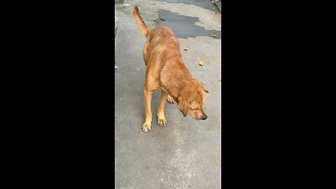 “A Loyal Dog’s Silent Story 🐶💔”