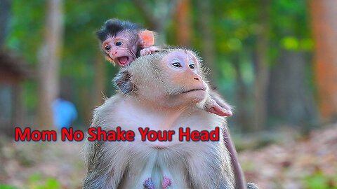 Good! Baby Monkey BABETTE On mom's Head , Trying Her BESt To Cling Always