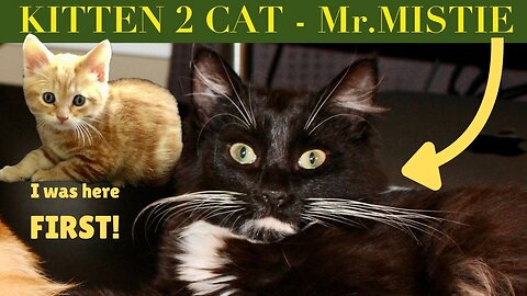 Why ADOPT a second CAT ?
