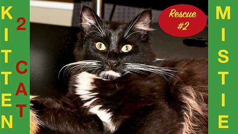 Why ADOPT a second CAT ?